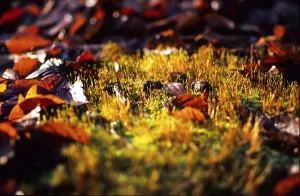 Uninhabited Woodland Clearing Drucke: Deep point of view