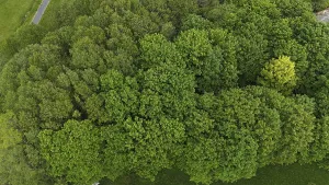 Forested Landscape Photo Drucke: Default