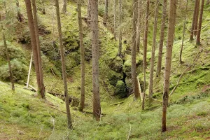European Spruce Forest Drucke: Doline, solution doline, collapse doline