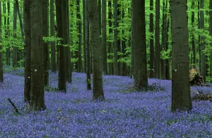 Wooded Landscape Drucke: (Endymion nonscriptus) (Scilla non-scripta)