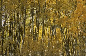 Indian Summer Foliage Drucke: Fall coloured forest in the Wasatch Range