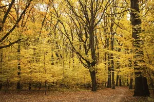 Empty Woodland Scenery Drucke: Fall forest and path way between the trees