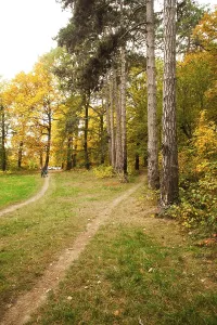 Autumn Mood Landscape Photo Drucke: Fall forest and path way between the trees