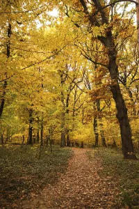 Orange Autumn Colors Drucke: Fall forest and path way between the trees