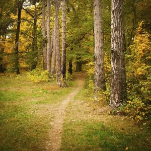 Orange Autumn Colors Drucke: Fall forest and path way between the trees