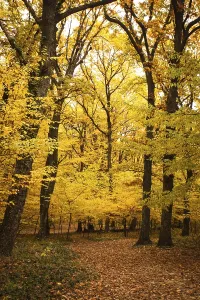 Autumnal Atmosphere Scene Drucke: Fall forest and path way between the trees