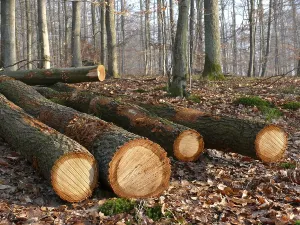 Tree Trunk Cross Section Drucke: Fallen tree trunks in the forest