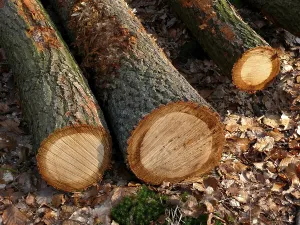 Uninhabited Woods Drucke: Fallen tree trunks in the forest