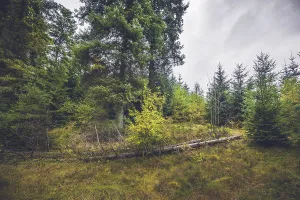 Deserted Pine Woods Drucke: Fallen trees in a pine forest in the fall