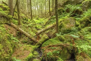 Deserted Woods Photography Drucke: Falling trees in a ravine in an old forest