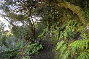 Cloud Forest Hike Drucke: Fern on the forest path in the cloud forest