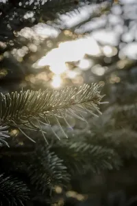 Coniferous Forest Photography Drucke: Fir trees