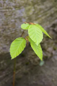 Deserted Beech Tree Forest Drucke: First green in the beech forest