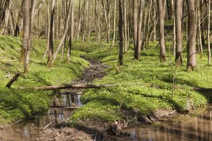 Uninhabited Wetland Biotope Drucke: Floodplain forest