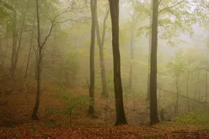 Backlit Deciduous Trees Drucke: Fog in a beech forest in the Harz
