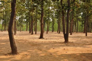 Wooded Countryside Scenes Drucke: Forest