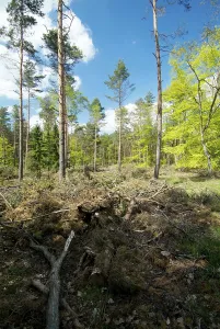 Coniferous Forests Drucke: Forest