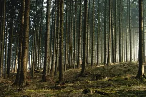 Spruce Tree Photography Drucke: Forest