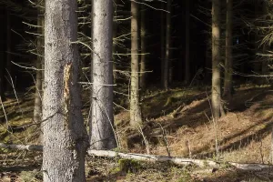 Forest Management Images Drucke: Forest
