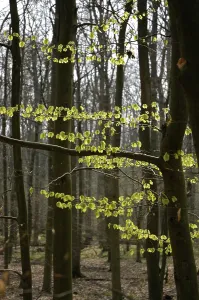 Tree Branch Silhouette Drucke: Forest