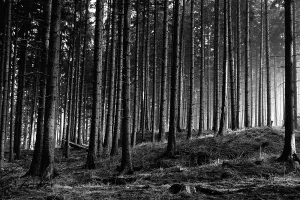 Mixed Forest Drucke: Forest