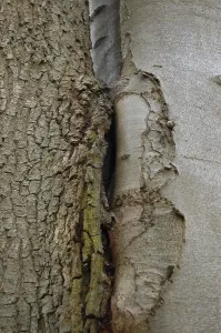 Tree Trunk Details Drucke: Forest