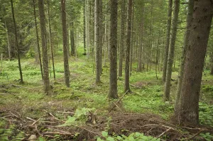 Daytime Forest Scene Drucke: Forest