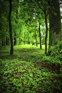 No People In The Countryside Drucke: In the forest