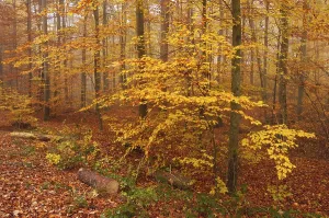German Forests Drucke: Forest in autumn
