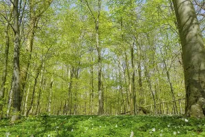 Fagales Family Trees Drucke: Forest with beech trees in the springtime
