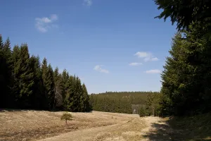 Deserted Forest Clearing Drucke: Forest clearing