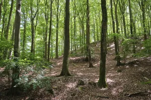 Uninhabited Copper Beech Woods Drucke: Forest with copper beeches, Soderasen