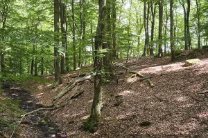European Beech Landscape Drucke: Forest with copper beeches, Soderasen