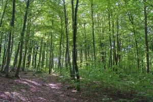 European Beech Landscape Photo Drucke: Forest with copper beeches, Soderasen