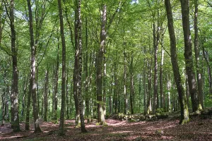 Uninhabited Copper Beech Woods Drucke: Forest with copper beeches, Soderasen