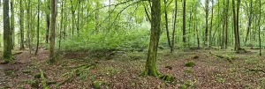 Swedish Countryside Views Drucke: Forest with copper beeches, Soderasen