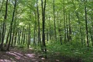 Wald mit Kupferbeechen, Söderåsen.