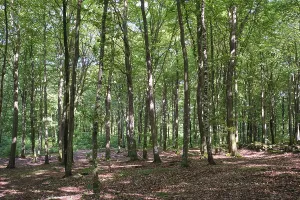 European Beech Landscape Drucke: Forest with copper beeches, Soderasen