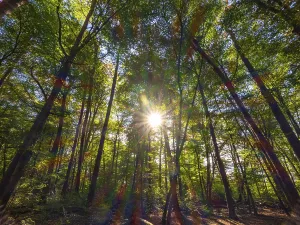 Backlit Deciduous Trees Drucke: Forest with deciduous trees against the light