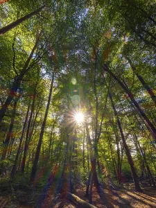 Prismatic Colors Drucke: Forest with deciduous trees against the light