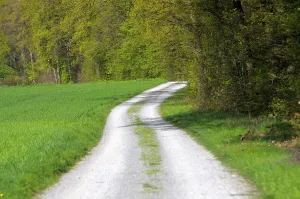 Uninhabited Forest Trail Drucke: Forest edge with forest path in spring