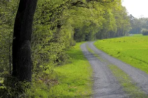 Uninhabited Forest Road Drucke: Forest edge with forest path in spring