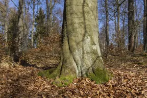 Deserted Forest Landscapes Drucke: Forest floor with tree trunk in spring
