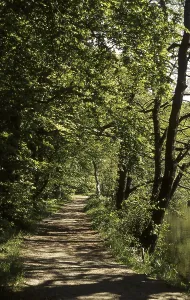 Forest Scenery Photography Drucke: Forest path