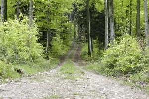 Open Air Countryside Scene Drucke: Forest path
