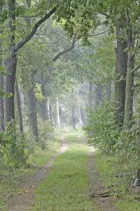 Forest Trail Drucke: Forest path