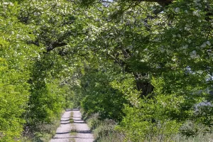 Acacia Tree Landscape Drucke: Forest path