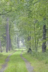 Forest Path Drucke: Forest path