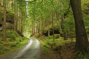 Oak Tree Landscape Photo Drucke: Forest path