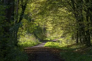 Colourful Autumn Mood Drucke: Forest path